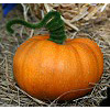 Free Craft Patterns - Fun Craft Patterns - Free Craft Project Patterns for all types of crafts.